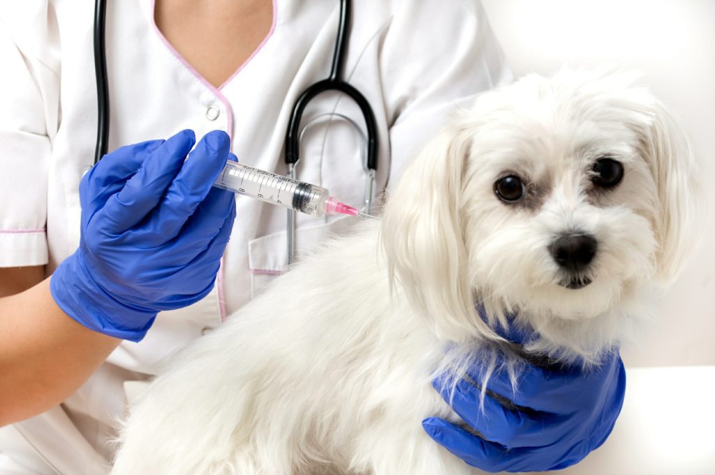 Dog & Puppy Vaccination