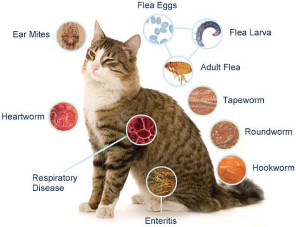 Common Parasites in CATS