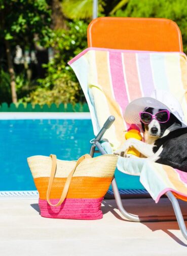 Protecting Your Pet from Heatstroke at Home