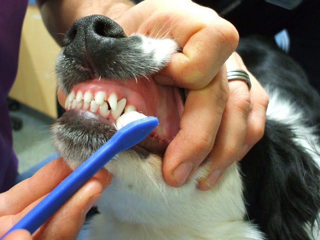 Oral Care at Home for Pets