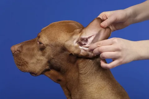 The way to pet ear mites is to treat them right