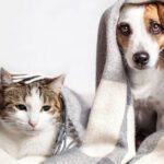 Winter Care Tips for Your Pet