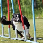 Unleash Your Dog’s Inner Athlete: A Guide to Agility Training