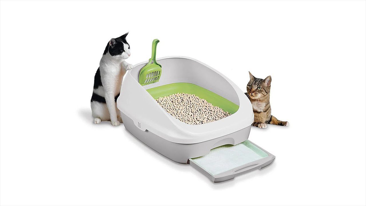 Litter Box Training Made Easy: A Step-by-Step Guide for Kittens ...