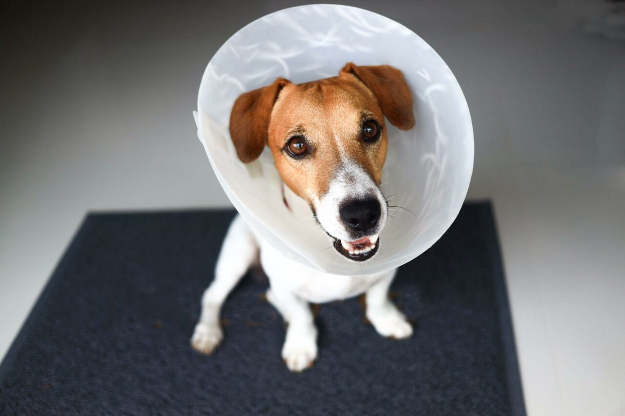 How to Exercise Dog After Neutering? Safe Recovery Routines