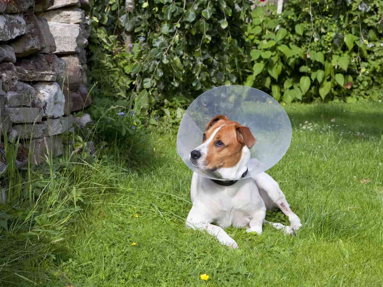 Can a dog be spayed while she's in hot sale heat