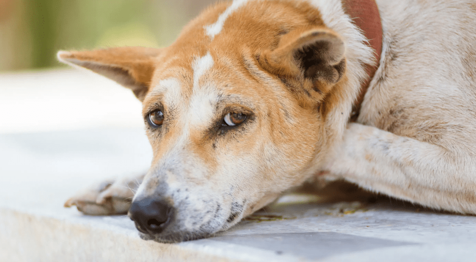 how-to-feed-a-diabetic-dog-with-diarrhea