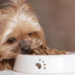 Are There Specific Dietary Instructions Before Pet Surgery?