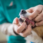 How To Care For Your Pet After Dental Treatment?